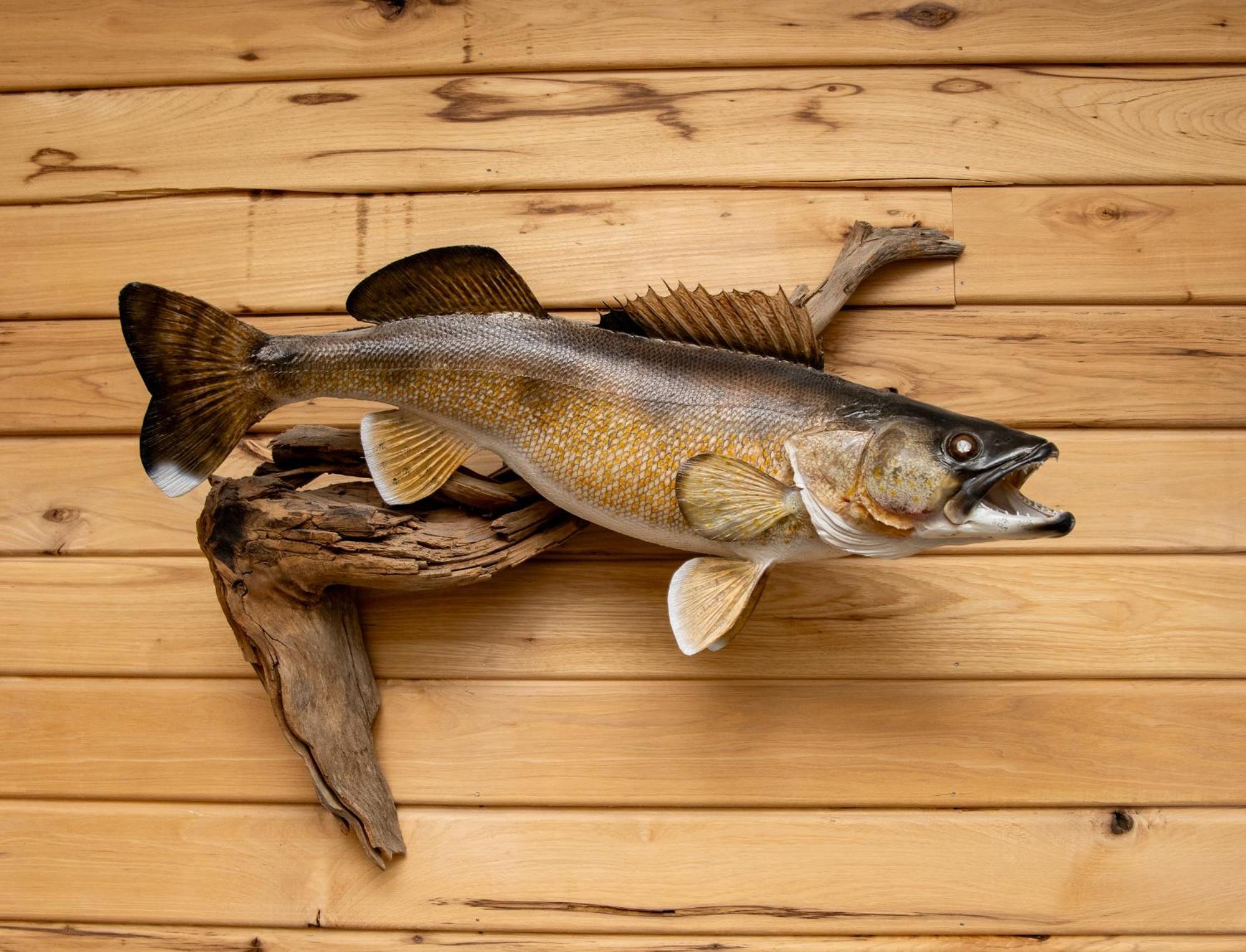 Walleye Inn Baudette Dış mekan fotoğraf